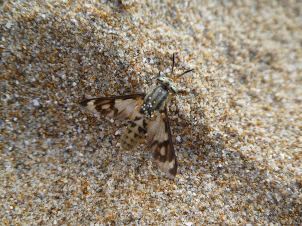 Chrysops flavipes, femmina (Tabanidae)